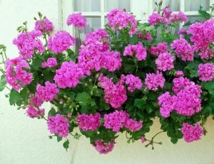 Atlantik mavi sarkan sakız sardunya fidesi pelargonium peltatum