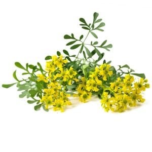 Sedefotu tohumu rue ruta graveolens