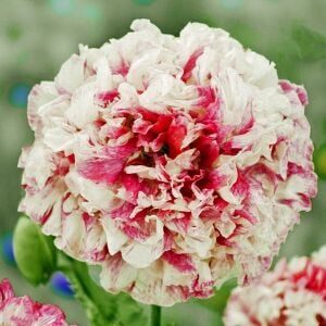 Antik şakayık çiçekli gelincik tohumu papaver somniferum flemish antique peony