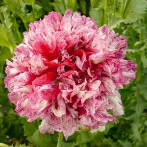Antik şakayık çiçekli gelincik tohumu papaver somniferum flemish antique peony