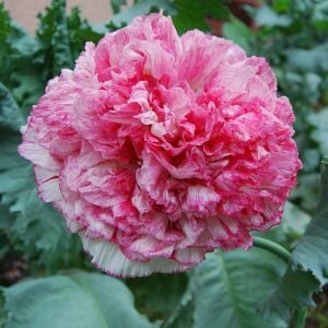 Antik şakayık çiçekli gelincik tohumu papaver somniferum flemish antique peony