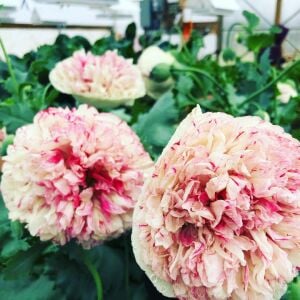 Antik şakayık çiçekli gelincik tohumu papaver somniferum flemish antique peony