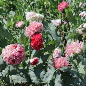 Antik şakayık çiçekli gelincik tohumu papaver somniferum flemish antique peony