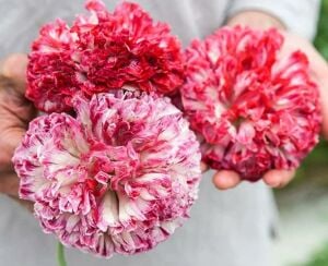 Antik şakayık çiçekli gelincik tohumu papaver somniferum flemish antique peony