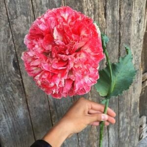 Antik şakayık çiçekli gelincik tohumu papaver somniferum flemish antique peony