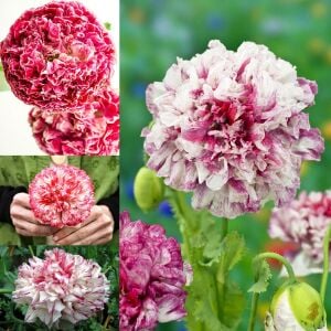 Antik şakayık çiçekli gelincik tohumu papaver somniferum flemish antique peony
