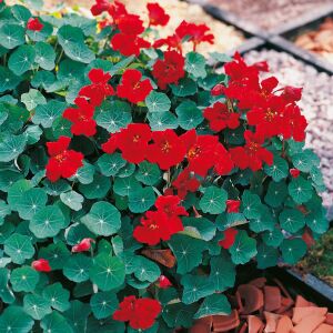 Latin çiçeği tohumu princess of india tropaeolum majus