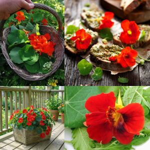Latin çiçeği tohumu princess of india tropaeolum majus