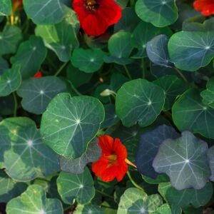 Latin çiçeği tohumu princess of india tropaeolum majus