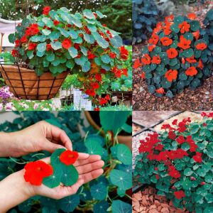Latin çiçeği tohumu princess of india tropaeolum majus
