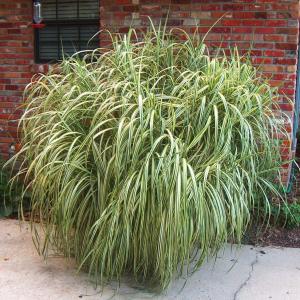 Gümüş Japon çimi Miscanthus sinensis variegatus