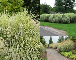 Gümüş Japon çimi Miscanthus sinensis variegatus