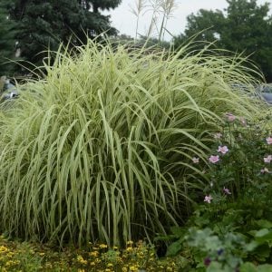 Gümüş Japon çimi Miscanthus sinensis variegatus