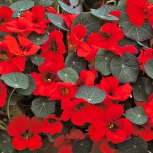 Latin çiçeği tohumu princess of india tropaeolum majus