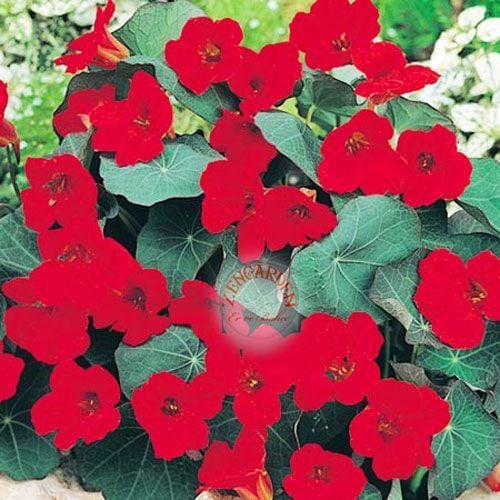 Latin çiçeği tohumu princess of india tropaeolum majus