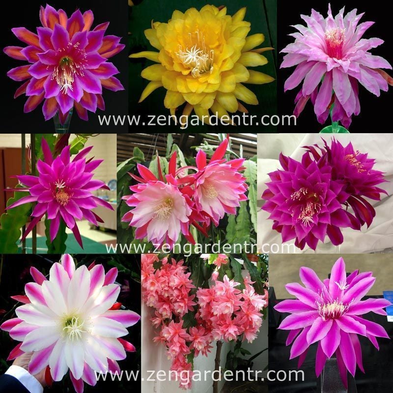 Kokulu atlas kaktüs tohumu epiphyllum hibrit orkide kaktüsü