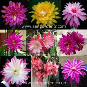 Kokulu atlas kaktüs tohumu epiphyllum hibrit orkide kaktüsü