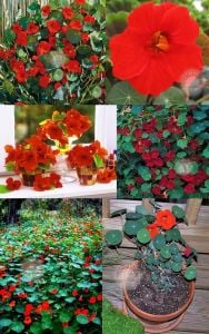 Latin çiçeği tohumu princess of india tropaeolum majus