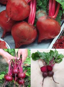 Erkenci pancar tohumu geleneksel beet early crosby's egyptian beta vulgaris