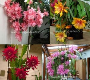 Kokulu atlas kaktüs tohumu epiphyllum hibrit orkide kaktüsü