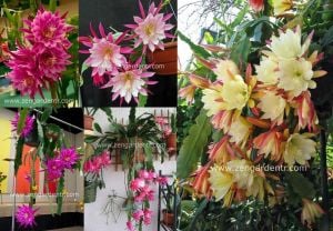 Kokulu atlas kaktüs tohumu epiphyllum hibrit orkide kaktüsü