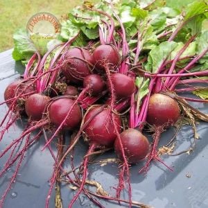 Erkenci pancar tohumu geleneksel beet early crosby's egyptian beta vulgaris