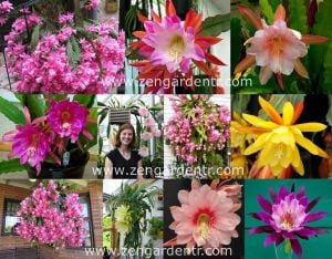 Kokulu atlas kaktüs tohumu epiphyllum hibrit orkide kaktüsü