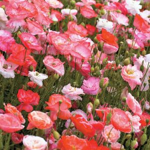 Katlı çiçekli gelincik tohumu papaver rhoeas falling in love