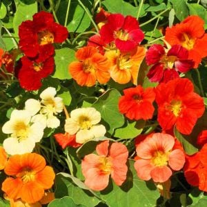 Bodur latin çiçeği tohumu karışımı tom thumb mix nasturtium majus
