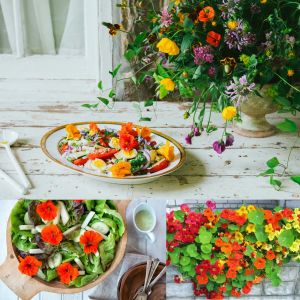 Bodur latin çiçeği tohumu karışımı tom thumb mix nasturtium majus