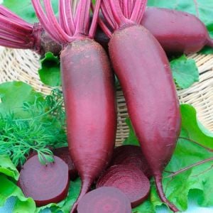 Kırmızı silindir pancar tohumu geleneksel beet cylindra beta vulgaris