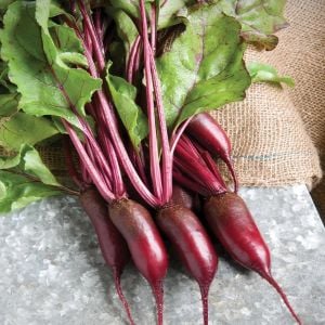 Kırmızı silindir pancar tohumu geleneksel beet cylindra beta vulgaris