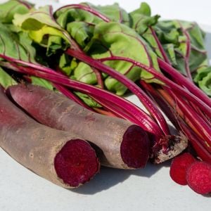 Kırmızı silindir pancar tohumu geleneksel beet cylindra beta vulgaris