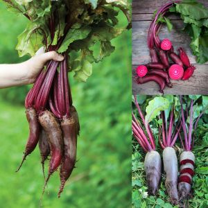 Kırmızı silindir pancar tohumu geleneksel beet cylindra beta vulgaris