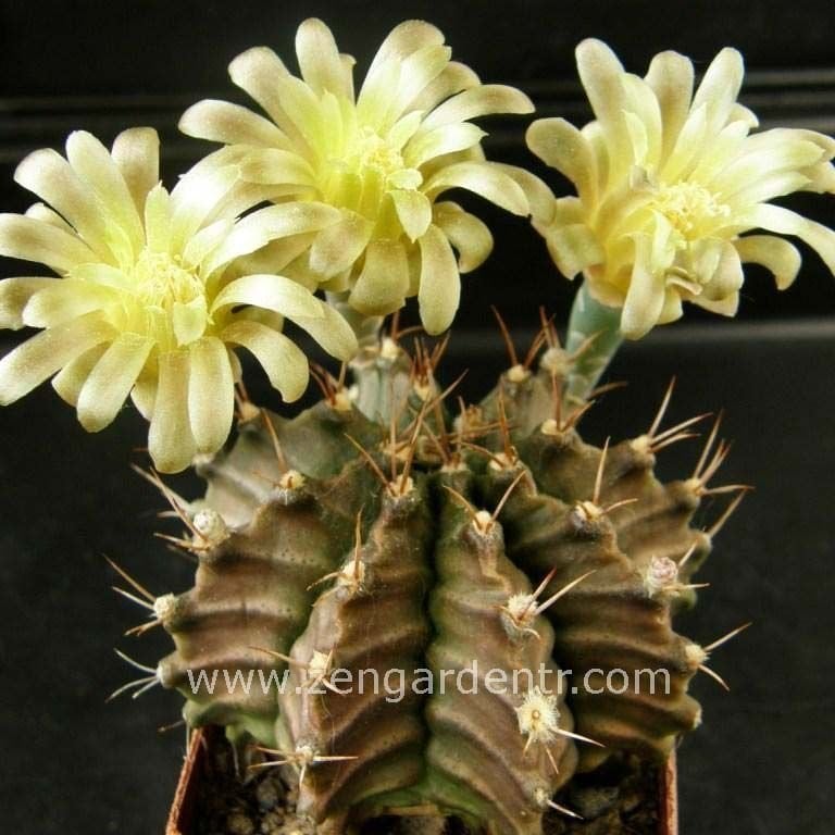 Gymnocalycium mihanovichii kaktüs tohumu karışımı