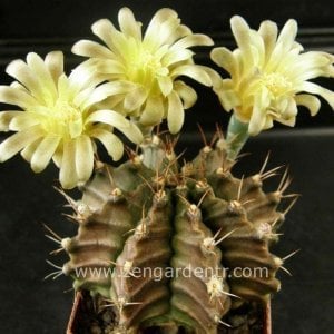 Gymnocalycium mihanovichii kaktüs tohumu karışımı