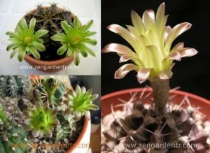 Gymnocalycium mihanovichii kaktüs tohumu karışımı