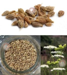 Anason tohumu anise pimpinella anisum