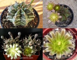 Gymnocalycium mihanovichii kaktüs tohumu karışımı