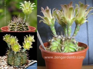 Gymnocalycium mihanovichii kaktüs tohumu karışımı