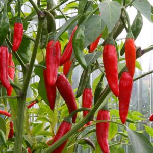 Onza acı biber tohumu capsicum annuum