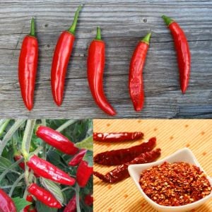 Onza acı biber tohumu capsicum annuum