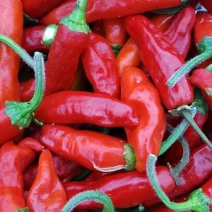 Onza acı biber tohumu capsicum annuum
