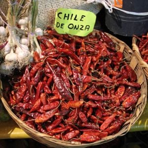 Onza acı biber tohumu capsicum annuum