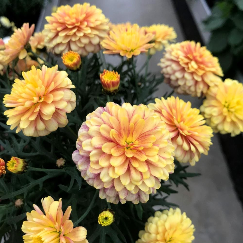 Katlı şeftali çeşme papatyası fidesi argyranthemum aramis double apricot
