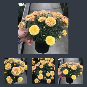 Katlı şeftali çeşme papatyası fidesi argyranthemum aramis double apricot
