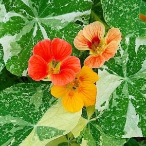 Latin çiçeği tohumu alaska karışımı nasturtium majus