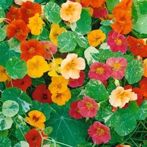 Latin çiçeği tohumu alaska karışımı nasturtium majus