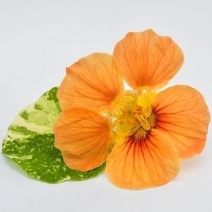 Latin çiçeği tohumu alaska karışımı nasturtium majus