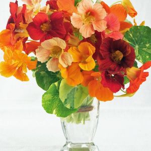 Latin çiçeği tohumu alaska karışımı nasturtium majus